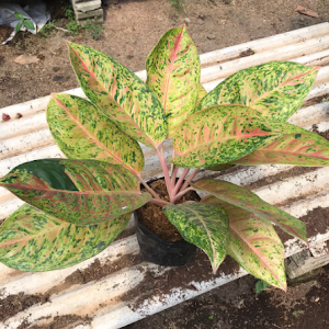 Bunga Aglonema Big Roy